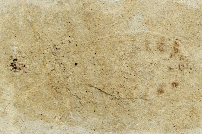 Ghostly Fossil Insect (Odonata) Larva - Bois d’Asson, France #256738